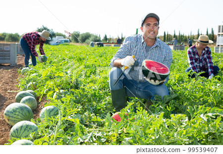 Man gathering ripe watermelons on plantation Man gathering ripe watermelons on plantation 99539407