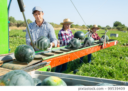 Workers picking ripe watermelons using harvesting machine Workers picking ripe watermelons using harvesting machine 99539409