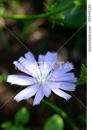 4265 菊苣 99540280