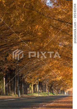 Metasequoia trees with red leaves in autumn in Makino Town, Takashima City, Shiga Prefecture, Japan Metasequoia trees with red leaves in autumn in Makino Town, Takashima City, Shiga Prefecture, Japan 99540344