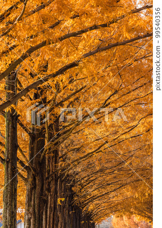 Metasequoia trees with red leaves in autumn in Makino Town, Takashima City, Shiga Prefecture, Japan Metasequoia trees with red leaves in autumn in Makino Town, Takashima City, Shiga Prefecture, Japan 99540356