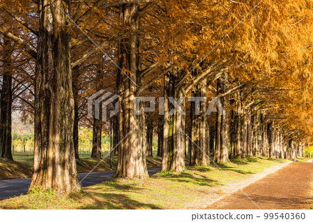 日本滋賀縣高島市牧野町秋季紅葉水杉樹 99540360