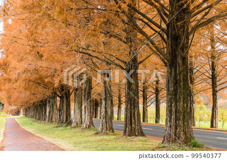 Metasequoia trees with red leaves in autumn in Makino Town, Takashima City, Shiga Prefecture, Japan Metasequoia trees with red leaves in autumn in Makino Town, Takashima City, Shiga Prefecture, Japan 99540377