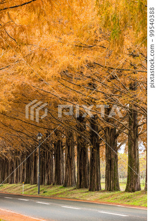 日本滋賀縣高島市牧野町秋季紅葉水杉樹 99540388