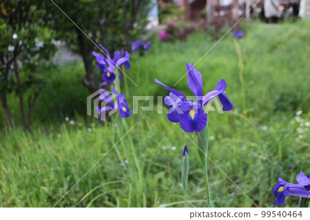 Ayame Kakitsubata wishes for the child's growth. Ayame Kakitsubata wishes for the child's growth. 99540464