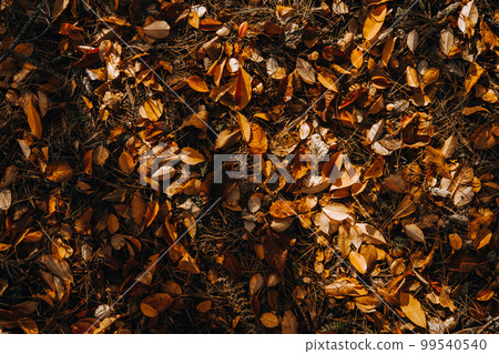 Yellow and orange leaves on forest ground. Natural autumn background. 99540540