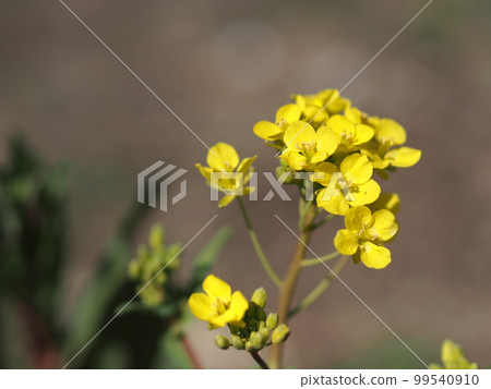 Close-up of Nora Bouna flower Close-up of Nora Bouna flower 99540910