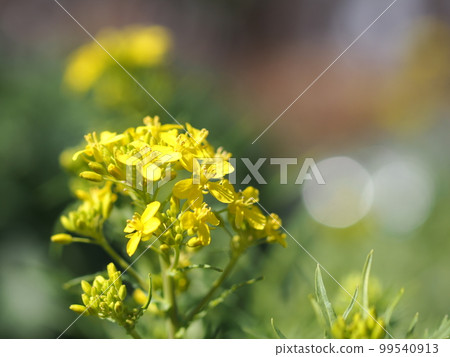 Nora Bouna花的特寫 Nora Bouna花的特寫 99540913