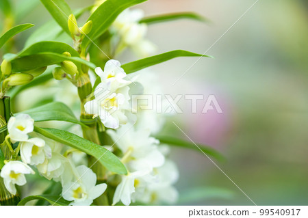 White orchid flowers blooming in spring White orchid flowers blooming in spring 99540917