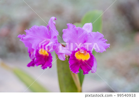 purple cattleya flower purple cattleya flower 99540918