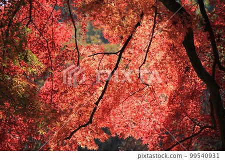 Autumn tree / "Maple" with bright red leaves 99540931