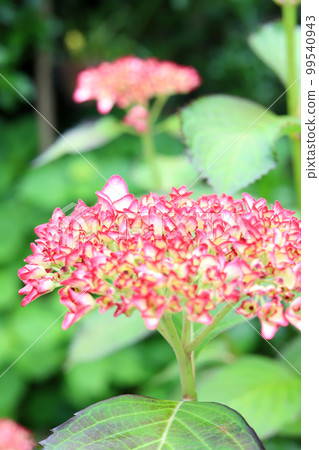 hydrangea hydrangea 99540943