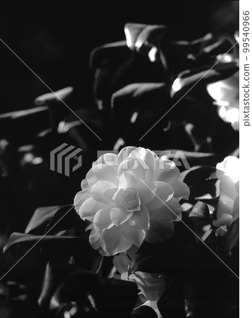 山茶花第 1 部分 99540966