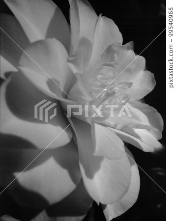 山茶花第 2 部分 99540968