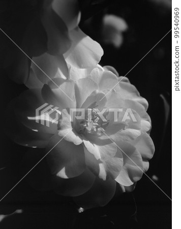 山茶花第 3 部分 99540969