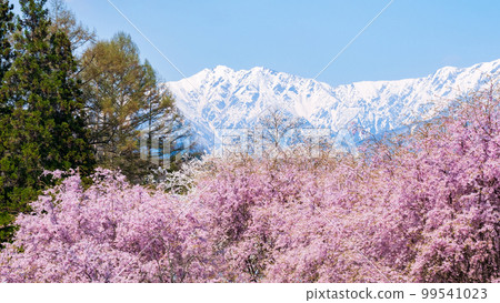 信州小川村的春天（櫻花和北阿爾卑斯山） 99541023