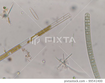 Photomicrograph of Yuremo's friends 99541400