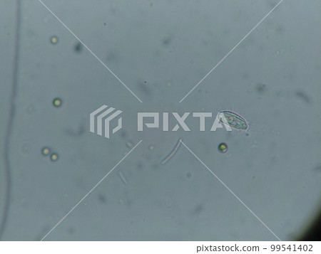 鞭毛蟲家族和綠藻家族 鞭毛蟲家族和綠藻家族 99541402