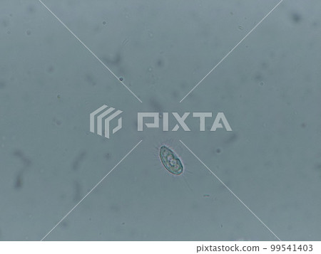 與許多鞭毛一起游泳的鞭毛家族 與許多鞭毛一起游泳的鞭毛家族 99541403