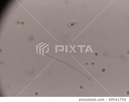 淡水中的浮游植物 99541758