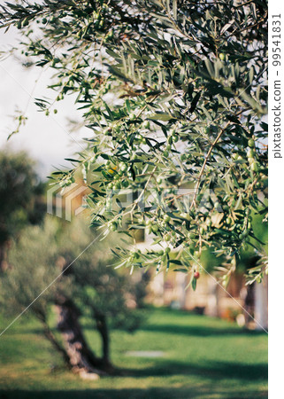 Green olives on the branches of a tree. Close-up 99541831