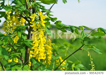 黃金紗麗花（春季、五月） 99542470