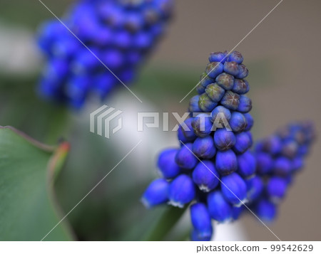 穆斯卡里花了 99542629