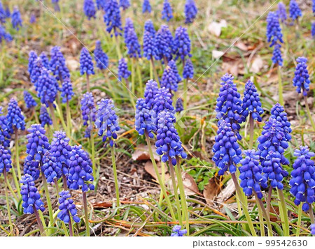 穆斯卡里花群 99542630