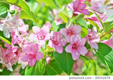 Pink sycamore flowers (spring, May) Pink sycamore flowers (spring, May) 99542676