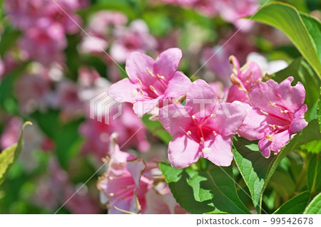 粉紅色的梧桐花(春天,五月) 粉紅色的梧桐花(春天,五月) 99542678