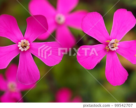 Spanish flamenco flower up 99542707