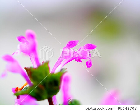 Hotokenoza花 Hotokenoza花 99542708