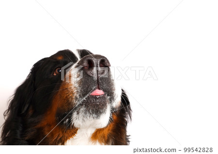 Photo Bernese Mountain Dog on a white background. Studio shot of a dog in front of an isolated background. Photo Bernese Mountain Dog on a white background. Studio shot of a dog in front of an isolated background. 99542828