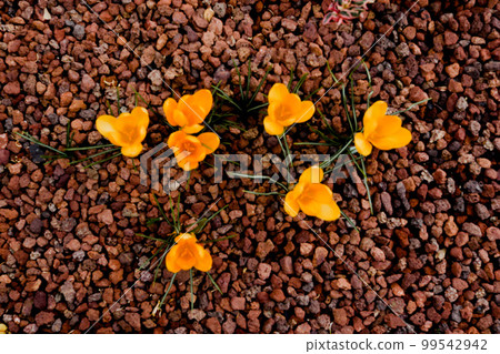 One Sanshi Goroku, Nana 99542942