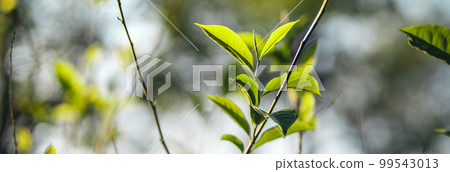 Freshness tea leaves in nature Freshness tea leaves in nature 99543013