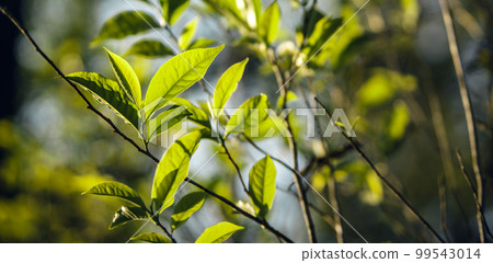 Freshness tea leaves in nature 99543014