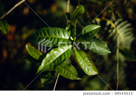 Freshness tea leaves in nature Freshness tea leaves in nature 99543015
