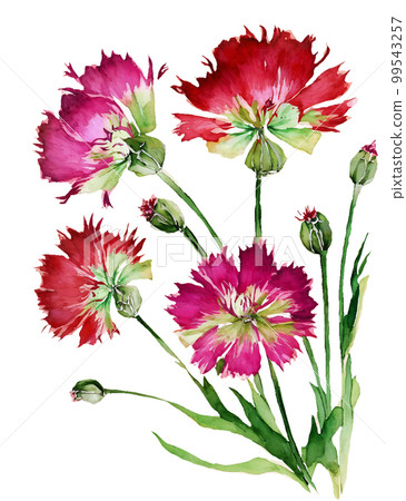 石竹花的水彩插圖/AI圖像 石竹花的水彩插圖/AI圖像 99543257