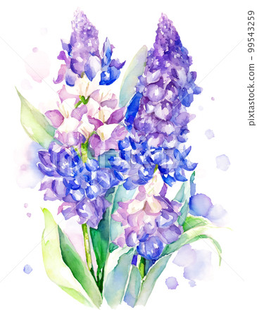 風信子花水彩插圖/AI圖像 99543259