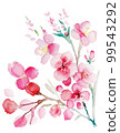 Cherry blossom watercolor illustration / AI image 99543292