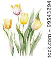 Tulip flower watercolor illustration / AI image 99543294