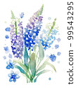 Muscari flower watercolor illustration / AI image 99543295