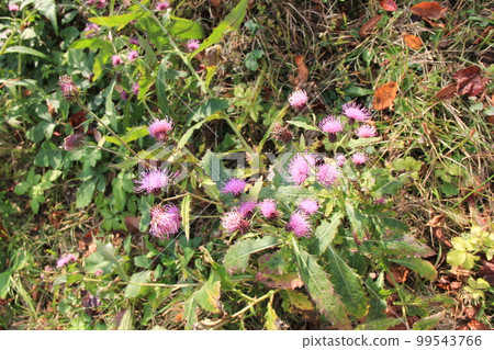 Autumn flower / ``Namb thistle'' with purple flowers Autumn flower / ``Namb thistle'' with purple flowers 99543766