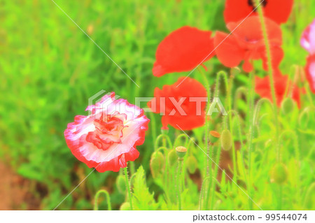 美麗盛開的雪莉罌粟花 99544074