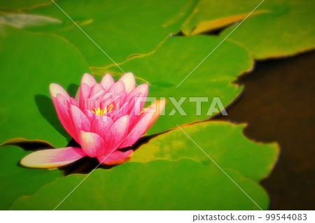 一朵清爽的粉色睡蓮 99544083