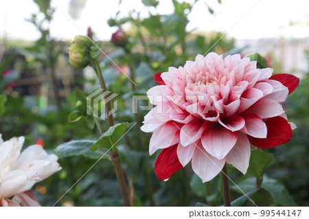 pink colored dahlia flower on farm 99544147