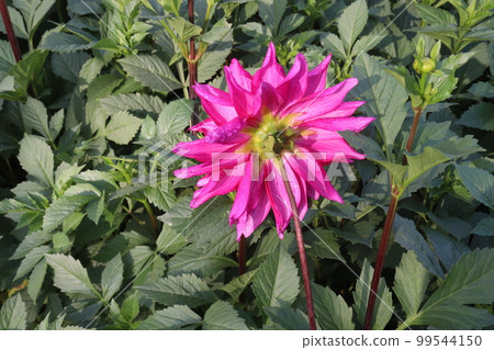 pink colored dahlia flower on farm pink colored dahlia flower on farm 99544150