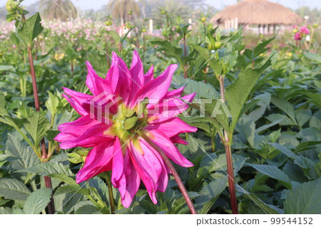 pink colored dahlia flower on farm pink colored dahlia flower on farm 99544152