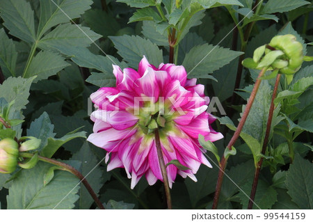pink colored dahlia flower on farm 99544159