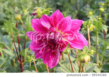 pink colored dahlia flower on farm 99544160
